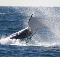Whale Watching Sydney - Find Attractions
