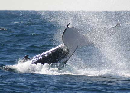 Whale Watching Sydney - Find Attractions 0