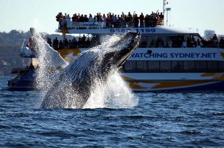 Whale Watching Sydney - Find Attractions 1