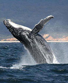 Whale Watching Sydney - Find Attractions 2