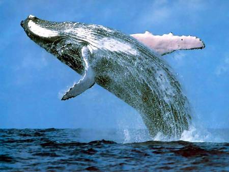 Whale Watching Sydney - Find Attractions 3