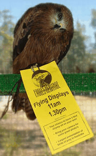 Eagles Heritage Raptor Wildlife Centre - Find Attractions 1