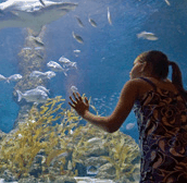 The Aquarium of Western Australia - Find Attractions