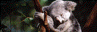 Koala and River Cruise by Mirimar Cruises