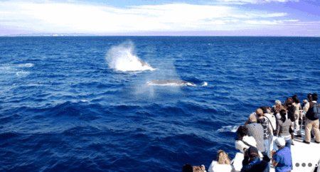 Brisbane Whale Watching - Find Attractions 1