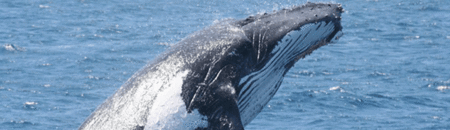 Brisbane Whale Watching - Find Attractions 2