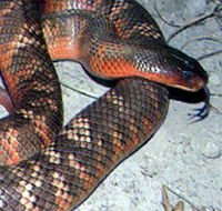 Armadale Reptile  Wildlife Centre - Find Attractions