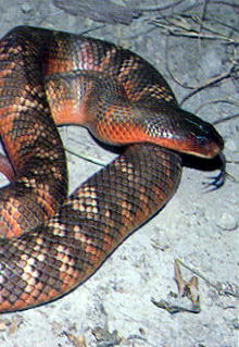 Armadale Reptile & Wildlife Centre - Find Attractions 0