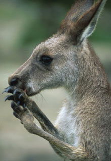 Armadale Reptile & Wildlife Centre - Find Attractions 2