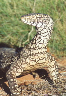 Armadale Reptile & Wildlife Centre - Find Attractions 3