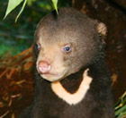 Perth Zoo - Find Attractions 0