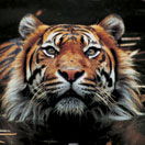 Perth Zoo - Find Attractions 2