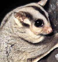 Perth Zoo - Find Attractions 3