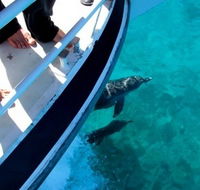 Pelican Charters - Find Attractions