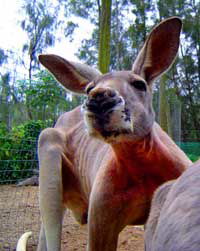 Birdland Animal Park - Find Attractions 3
