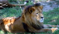 Mogo Zoo - Find Attractions 1