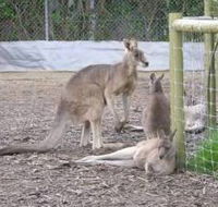 Jirrahlinga Koala  Wildlife Sanctuary - Find Attractions