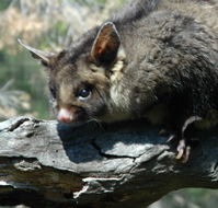 Moonlit Sanctuary Wildlife Conservation Park - Find Attractions