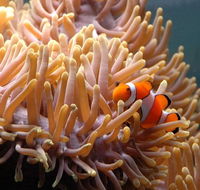 Reef HQ Great Barrier Reef Aquarium - Find Attractions