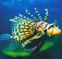 Underwater World - Find Attractions