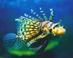 Underwater World - Find Attractions 0