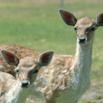 Karnup WA Find Attractions
