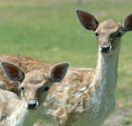 Marapana Wildlife Park - Find Attractions