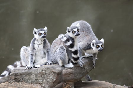 Adelaide Zoo - Find Attractions 0