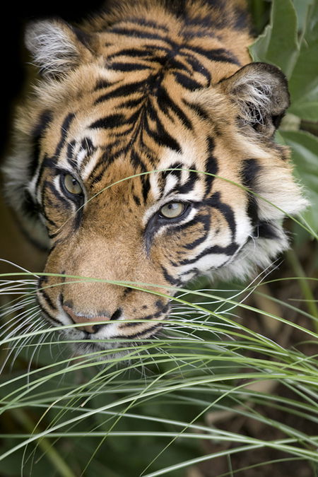 Adelaide Zoo - Find Attractions 1