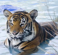 Zoo Doo Wildlife Park - Find Attractions