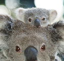 Billabong Koala and Wildlife Park - Find Attractions