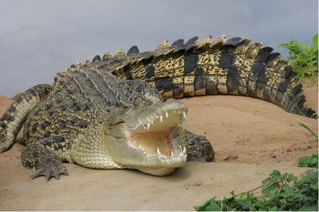 Dundee's Wildlife Park - Find Attractions 0