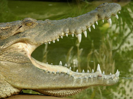 Dundee's Wildlife Park - Find Attractions 1