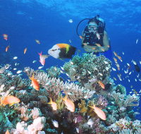 Drop Zone Dive Site - Find Attractions