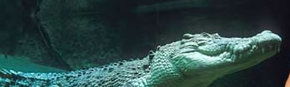 Territory Wildlife Park - Find Attractions 3