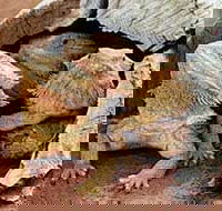 Alice Springs Reptile Centre - Find Attractions