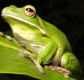 The Rainforest Habitat - Find Attractions