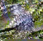 Koala Conservation Centre - Find Attractions