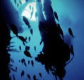 Scuba World - Find Attractions