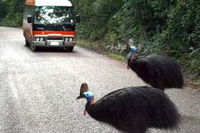 Kookaburra Tours