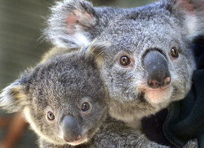 Symbio Wildlife Gardens - Find Attractions 1