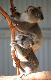 Waterways Wildlife Park - Find Attractions 1