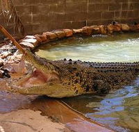 Wyndham Zoological Gardens and Crocodile Park - Find Attractions