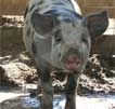 Wagga Wagga Zoo - Find Attractions