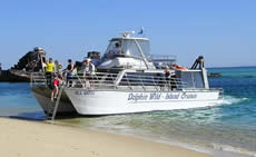 Dolphin Wild - Find Attractions 2