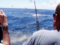 Downunder Charters - Find Attractions 3