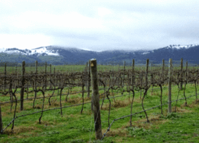 Kinloch Wines - Find Attractions 0