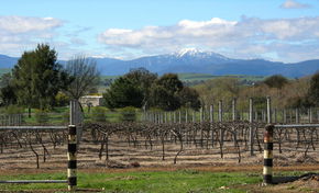 Buller View Wines - Find Attractions 0
