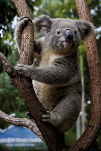 Currumbin Wildlife Sanctuary - Find Attractions 1
