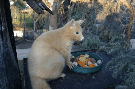 Caversham Wildlife Park - Find Attractions 1